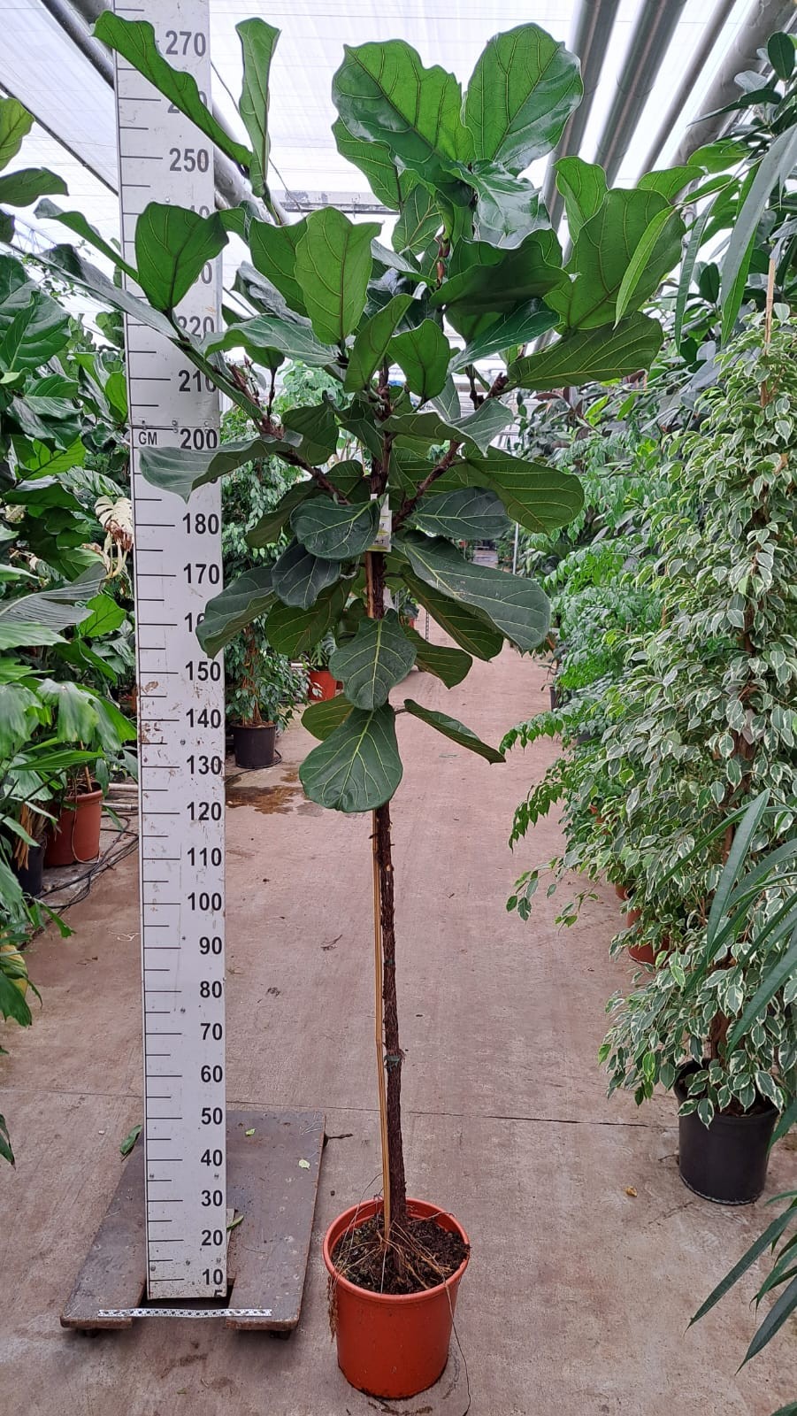 Горшечные цветы и растения оптом Ficus Lyrata Stam от 1шт из Голландии с доставкой по России