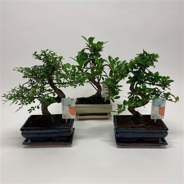 Горшечные цветы и растения оптом Bonsai Mix Traditional от 6шт из Голландии с доставкой по России