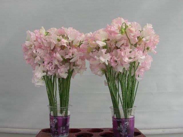 Срезанные цветы оптом Lathyrus wedding white (white-pink) от 100шт из Голландии с доставкой по России