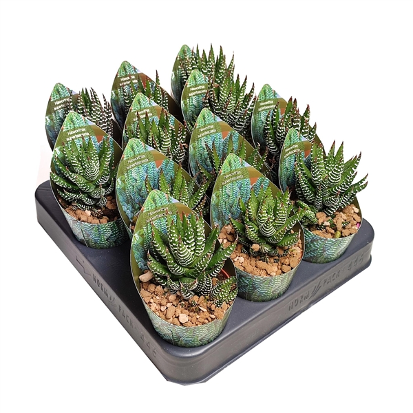 Горшечные цветы и растения оптом Haworthia Superfasciata Potcover от 12шт из Голландии с доставкой по России