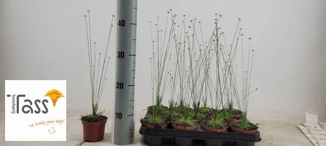 Горшечные цветы и растения оптом Syngonanthus Mikado от 12шт (для телеги) из Голландии с доставкой по России