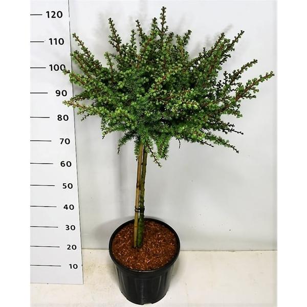 Горшечные цветы и растения оптом Larix Kaempf Grey Pearl On Stem от 1шт из Голландии с доставкой по России