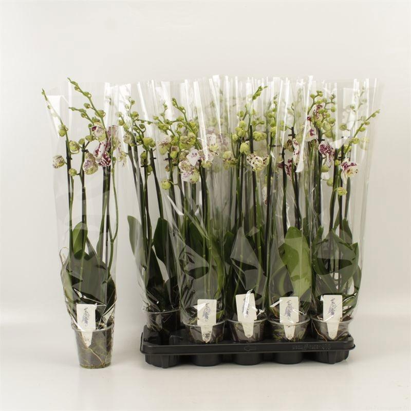 Горшечные цветы и растения оптом Phal An Marrakesh от 10шт из Голландии с доставкой по России