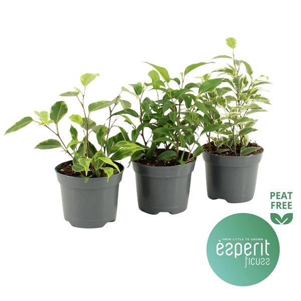 Горшечные цветы и растения оптом Ficus Be Royal Mix 2srt от 21шт (для телеги) из Голландии с доставкой по России