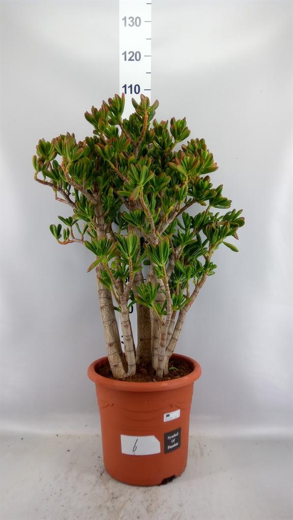 Горшечные цветы и растения оптом Crassula Ovata gollum от 1шт из Голландии с доставкой по России