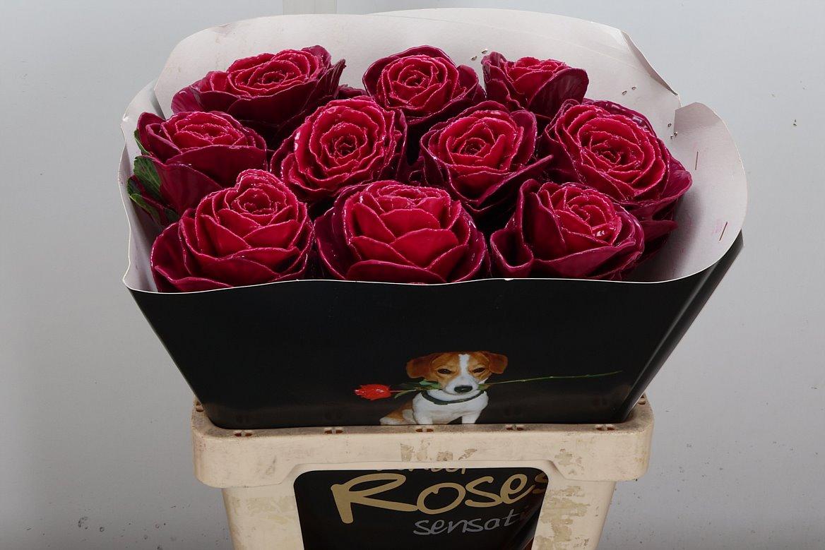 Срезанные цветы оптом Brassica wax cerise от 10шт из Голландии с доставкой по России