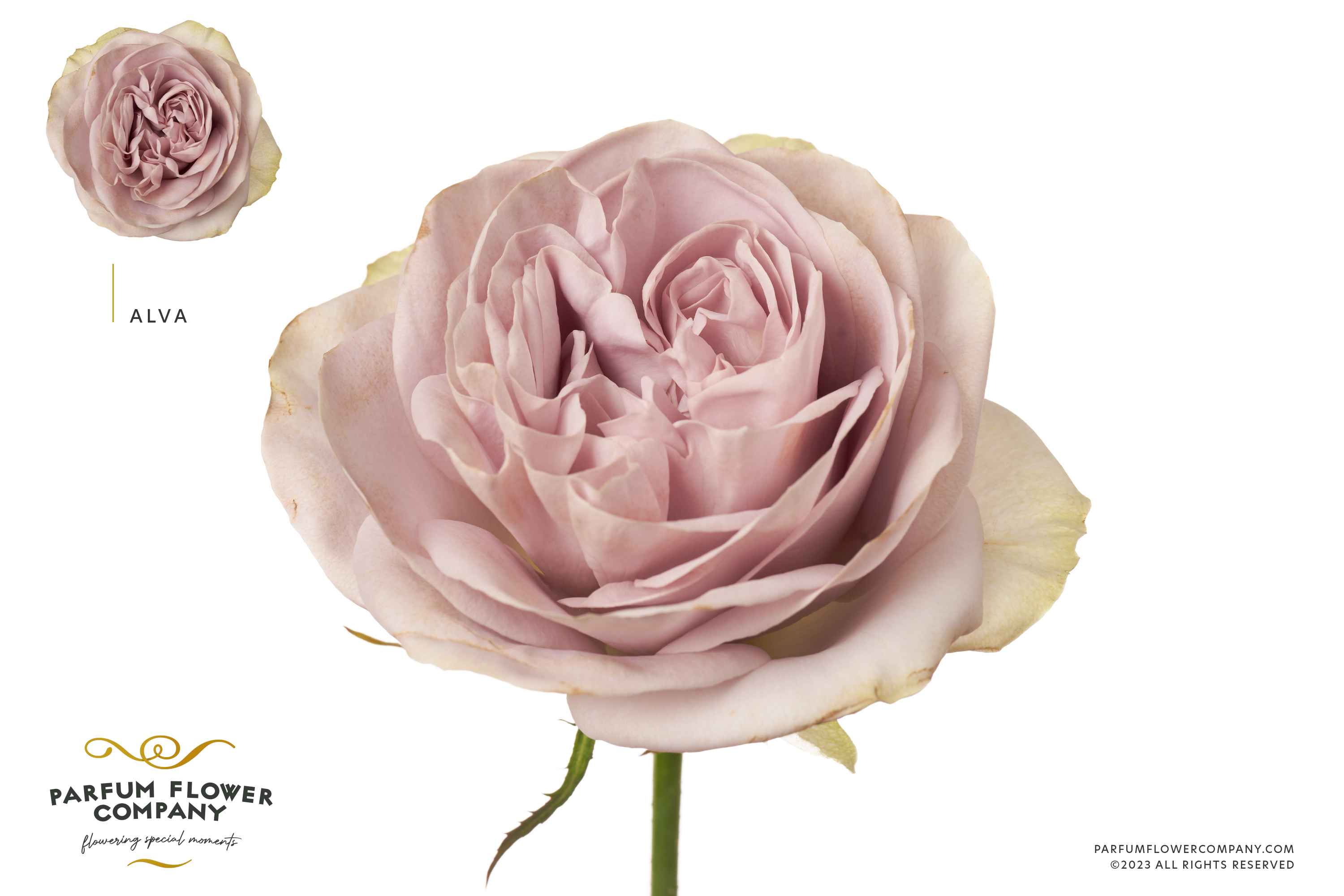 Срезанные цветы оптом Rosa la alva от 20шт из Голландии с доставкой по России
