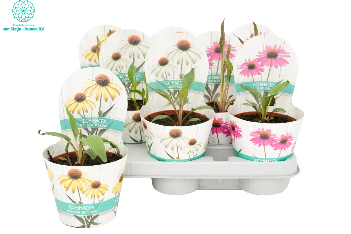 Горшечные цветы и растения оптом Echina Ov от 8шт из Голландии с доставкой по России