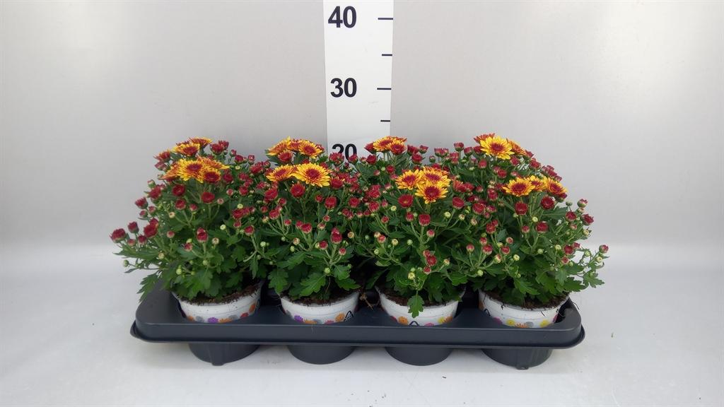 Горшечные цветы и растения оптом Chrysanthemum podium Red Bicolor от 8шт из Голландии с доставкой по России