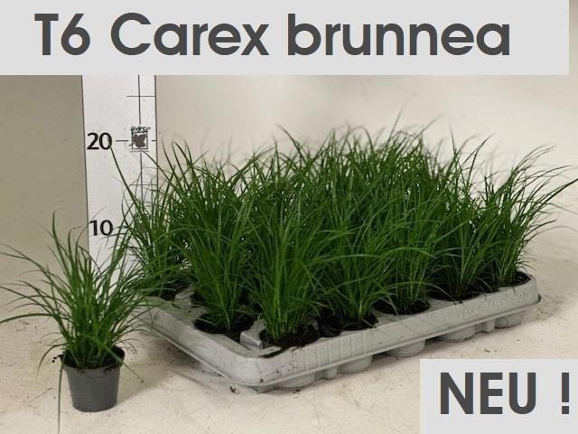 Горшечные цветы и растения оптом Carex Brunnea от 20шт (для телеги) из Голландии с доставкой по России