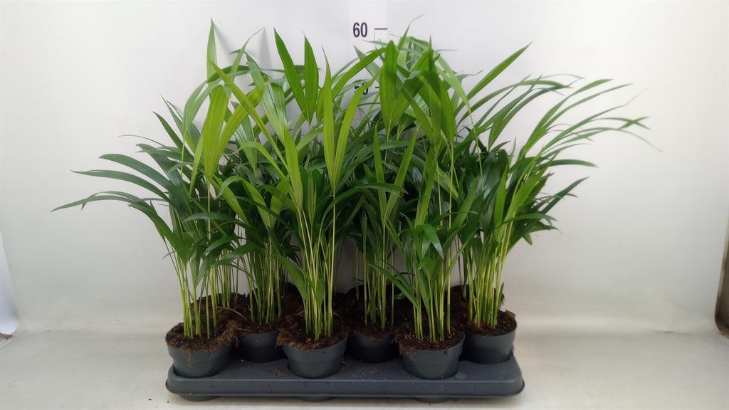 Горшечные цветы и растения оптом Dypsis Lutescens   ...chrysalidoca от 12шт из Голландии с доставкой по России