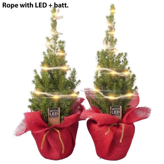 Горшечные цветы и растения оптом Arrangement Ptk26321 Conica Perfecta In Jute Me от 6шт из Голландии с доставкой по России