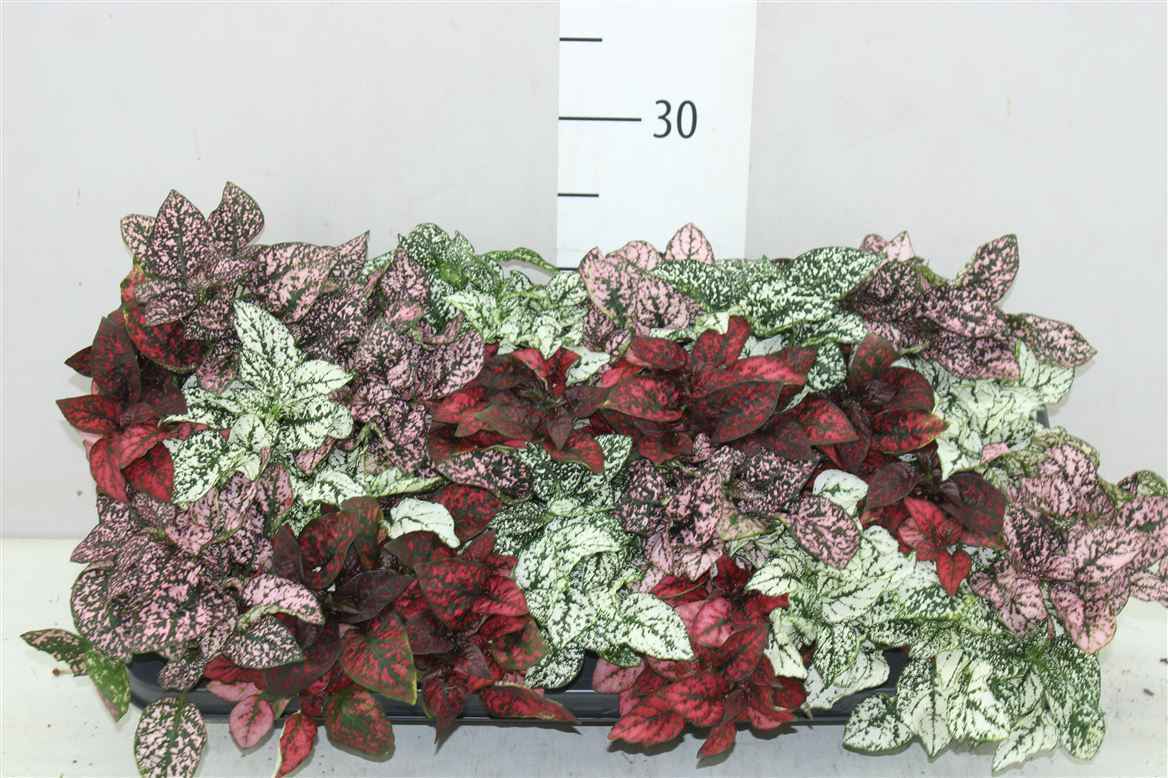 Горшечные цветы и растения оптом Hypoestes Ph Gemengd от 8шт из Голландии с доставкой по России