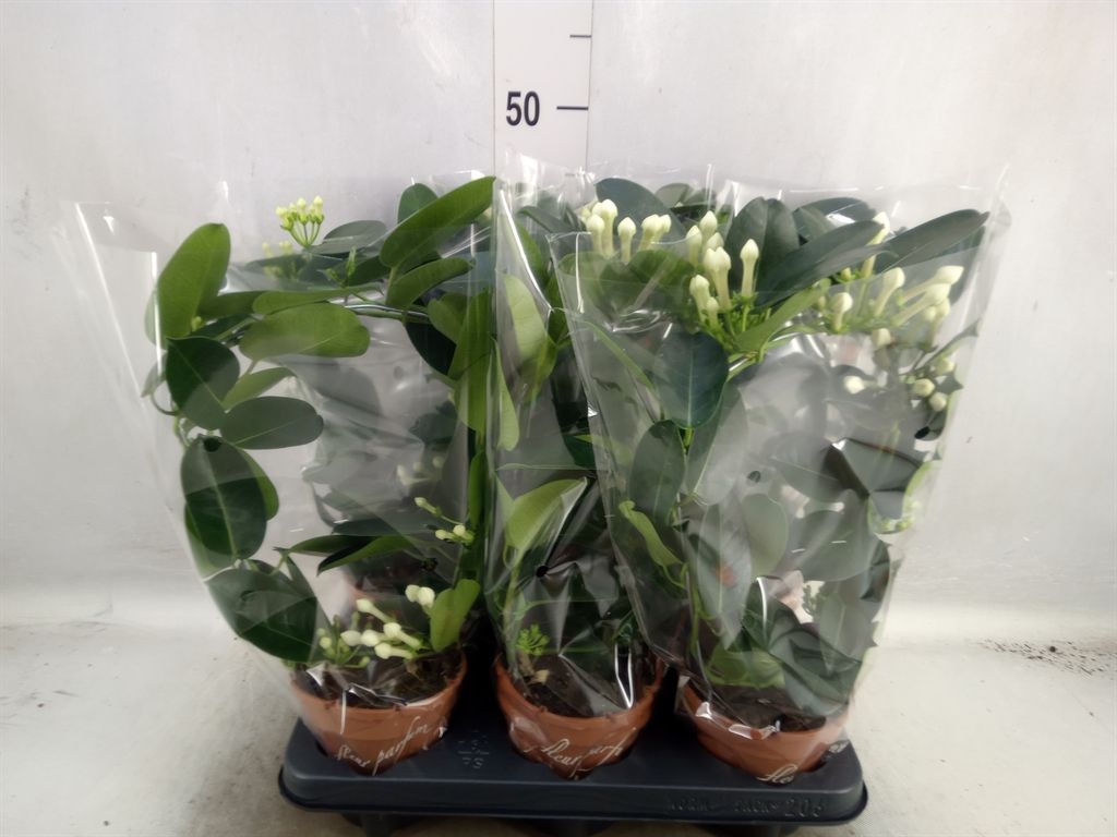 Горшечные цветы и растения оптом Stephanotis Floribunda   ... от 6шт из Голландии с доставкой по России