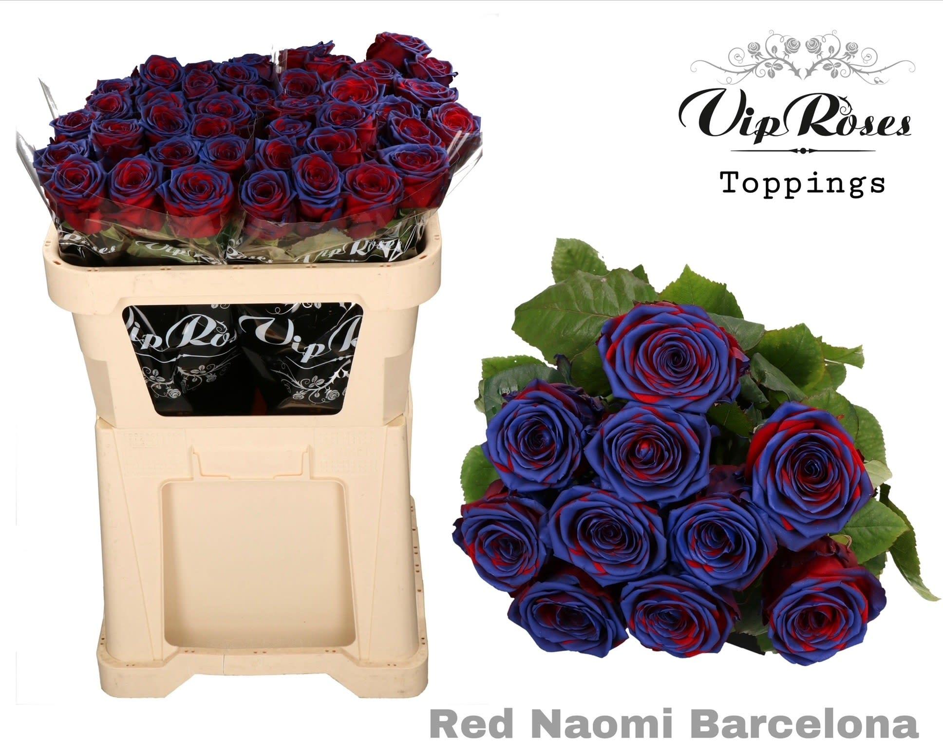 Срезанные цветы оптом Rosa large paint red naomi barcelona от 40шт из Голландии с доставкой по России