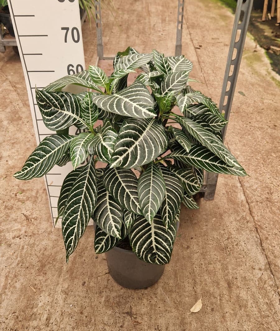 Горшечные цветы и растения оптом Aphelandra Squarrosa от 1шт из Голландии с доставкой по России