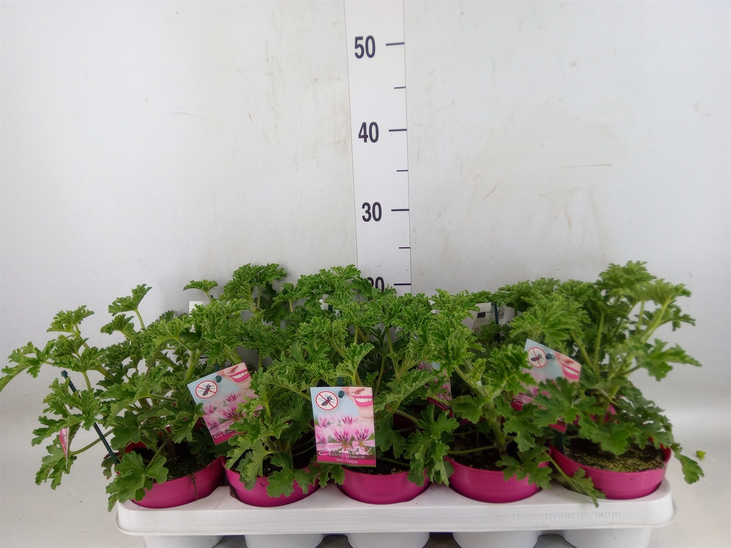 Горшечные цветы и растения оптом Pelargonium Graveolens от 10шт из Голландии с доставкой по России