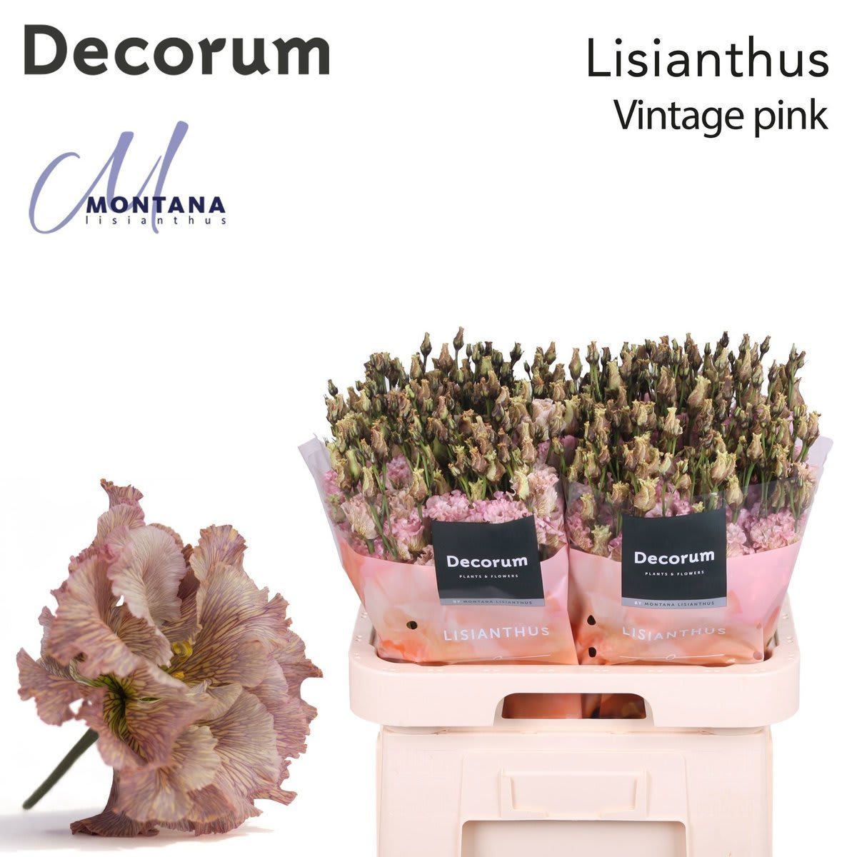 Срезанные цветы оптом Lisianthus do paint vintage pink от 40шт из Голландии с доставкой по России