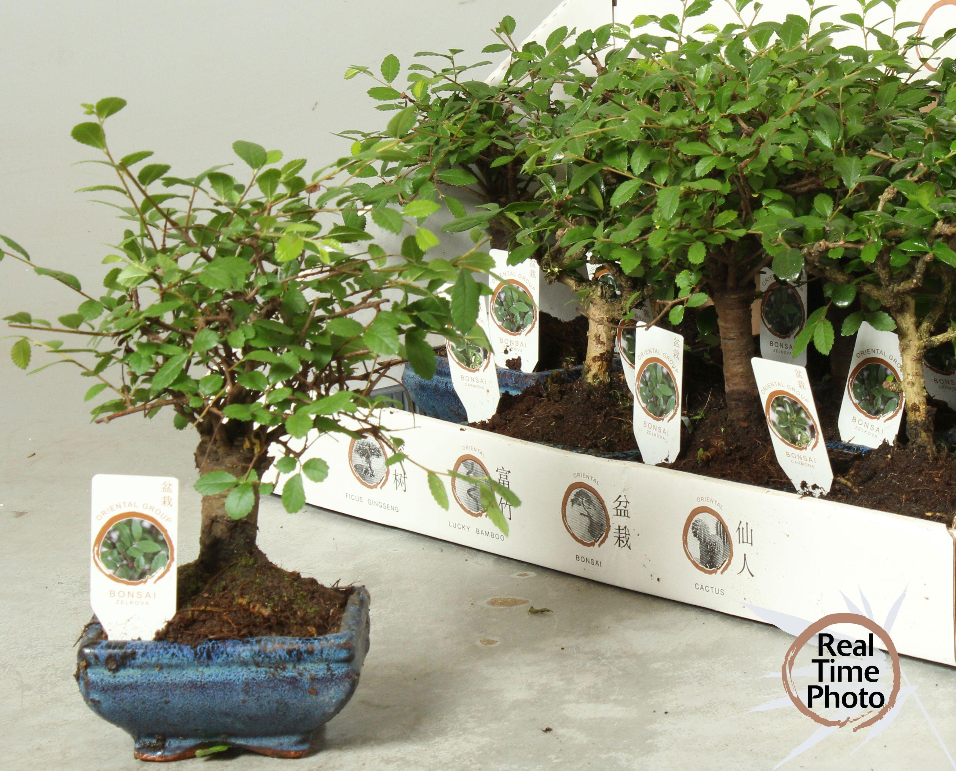 Горшечные цветы и растения оптом Bonsai Gem от 12шт из Голландии с доставкой по России