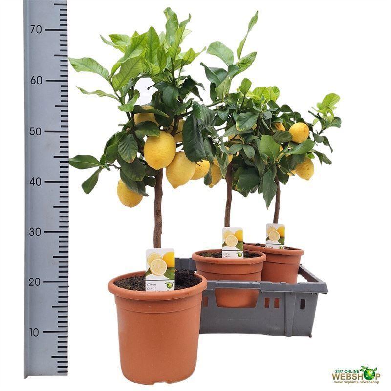 Горшечные цветы и растения оптом Citr Limon от 3шт (для телеги) из Голландии с доставкой по России