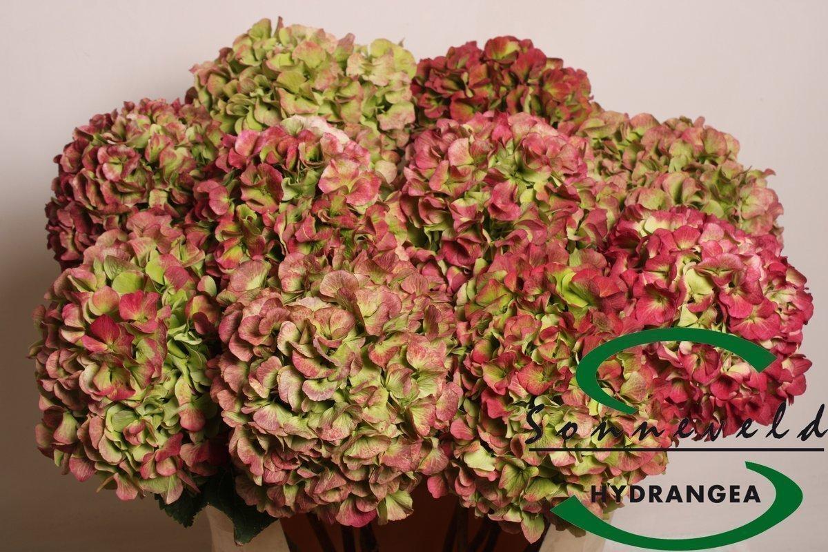 Срезанные цветы оптом Hydrangea verena classic red green от 10шт из Голландии с доставкой по России