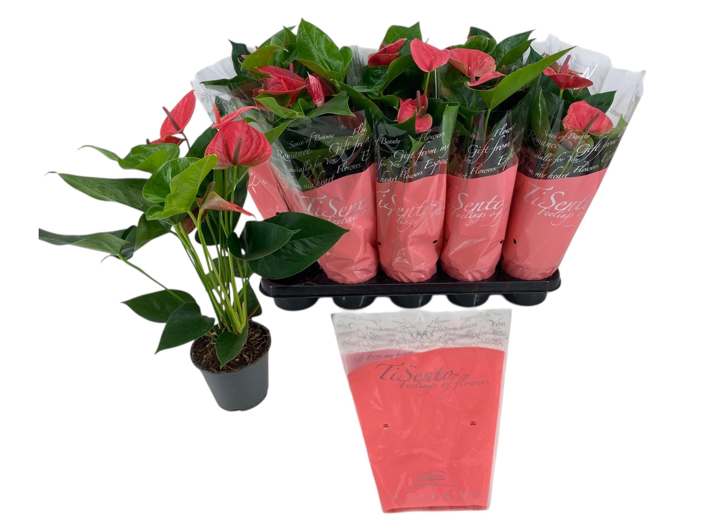 Горшечные цветы и растения оптом Anthu An Gem от 10шт из Голландии с доставкой по России