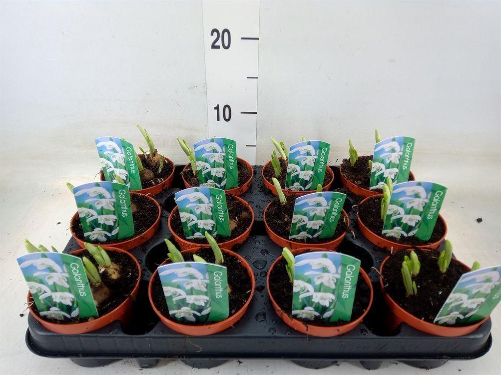Горшечные цветы и растения оптом Galanthus Nivalis   ...in Pot от 12шт (для телеги) из Голландии с доставкой по России