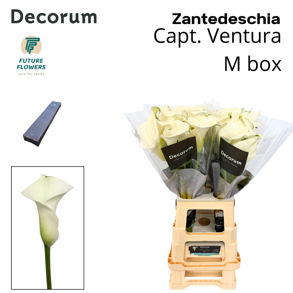 Срезанные цветы оптом Zantedeschia captain ventura от 20шт из Голландии с доставкой по России