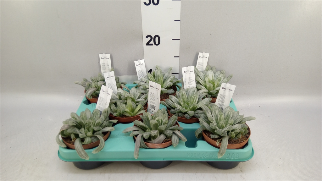 Горшечные цветы и растения оптом Haworthia Cymbiformis от 8шт из Голландии с доставкой по России