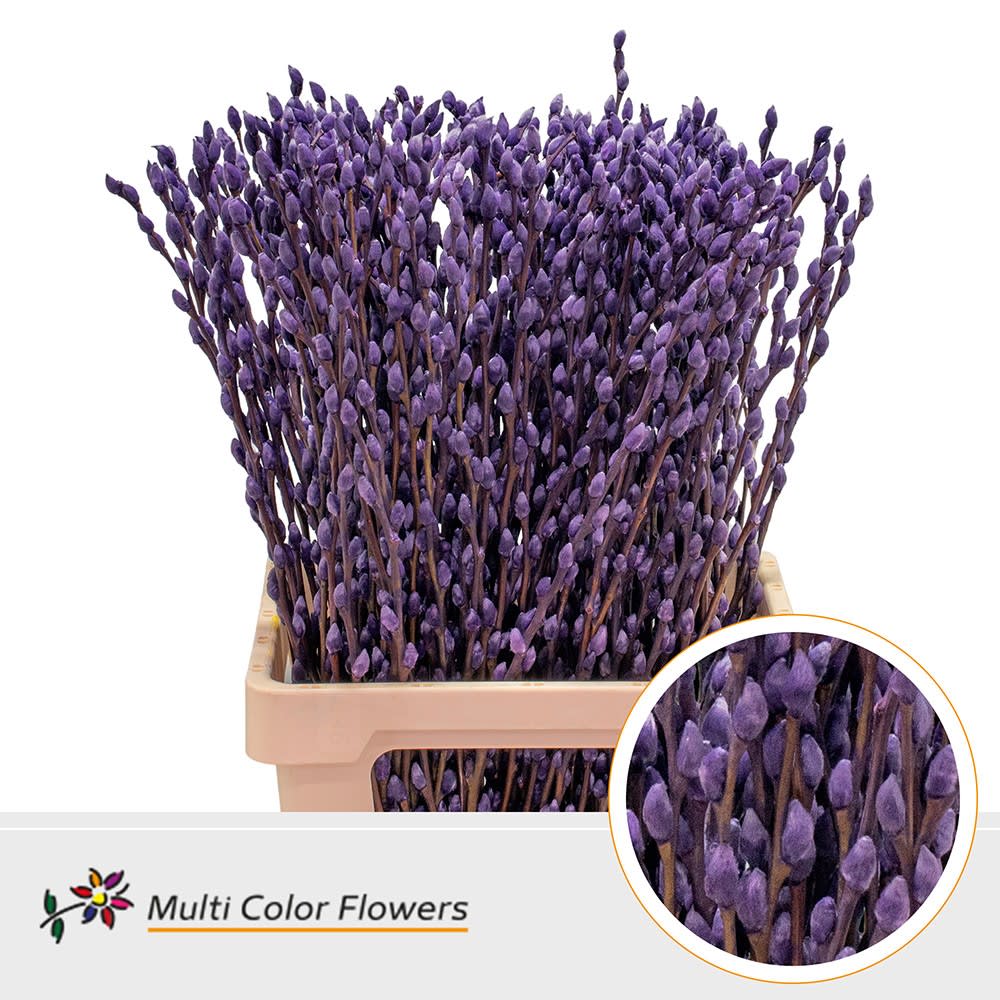 Срезанные цветы оптом Salix paint pussy willow aubergine A от 200шт из Голландии с доставкой по России
