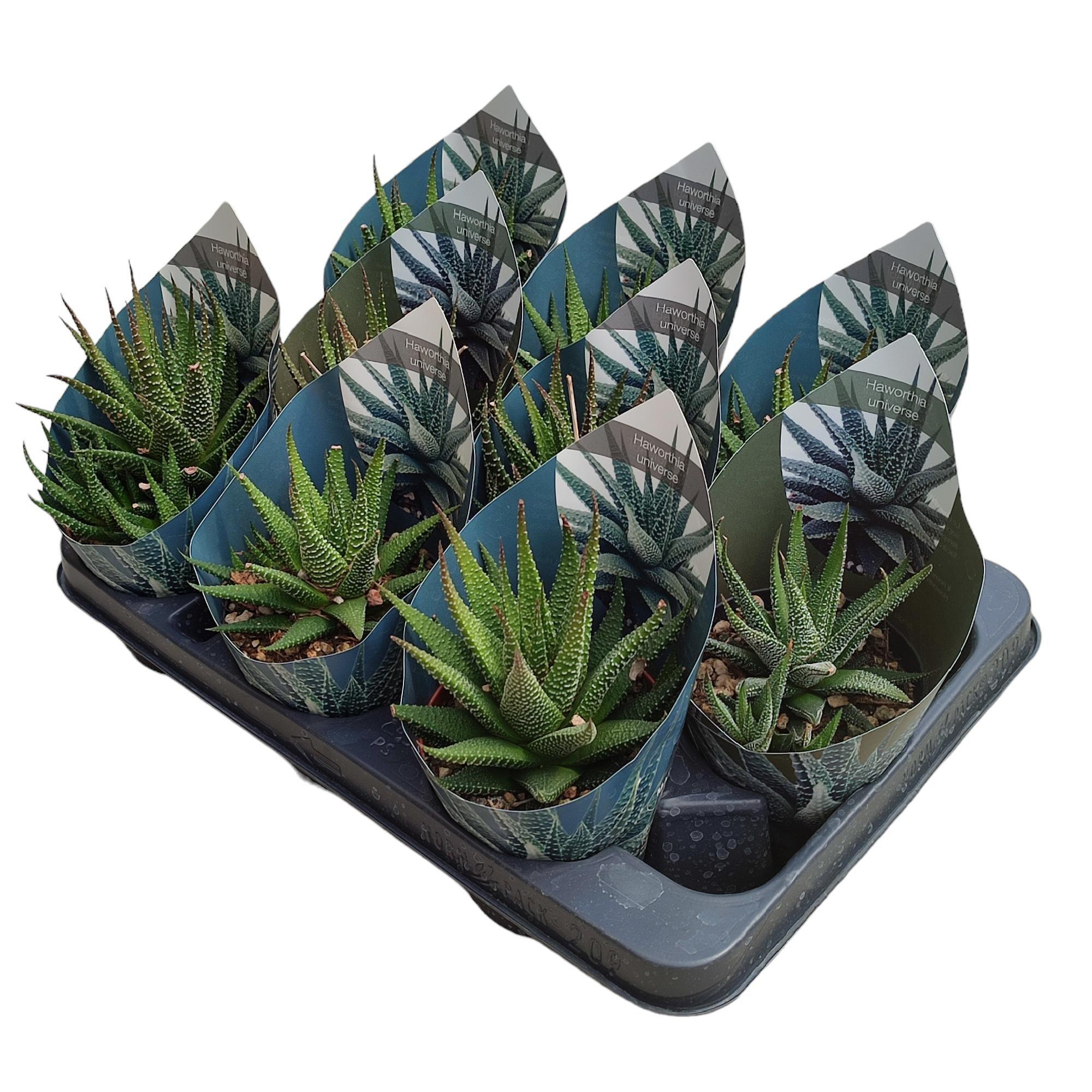 Горшечные цветы и растения оптом Haworthia Universe Potcover от 9шт из Голландии с доставкой по России