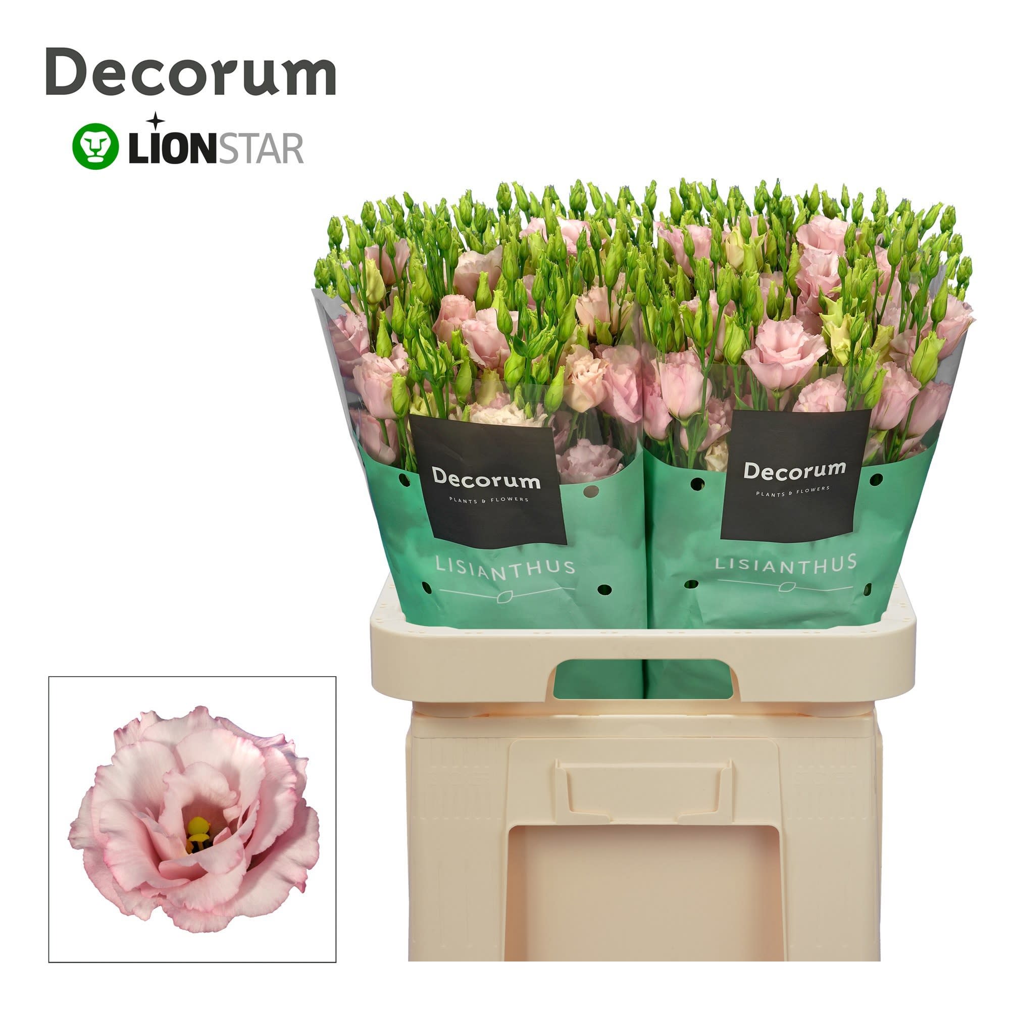 Срезанные цветы оптом Lisianthus do lisanne light pink от 40шт..... из Голландии с доставкой по России