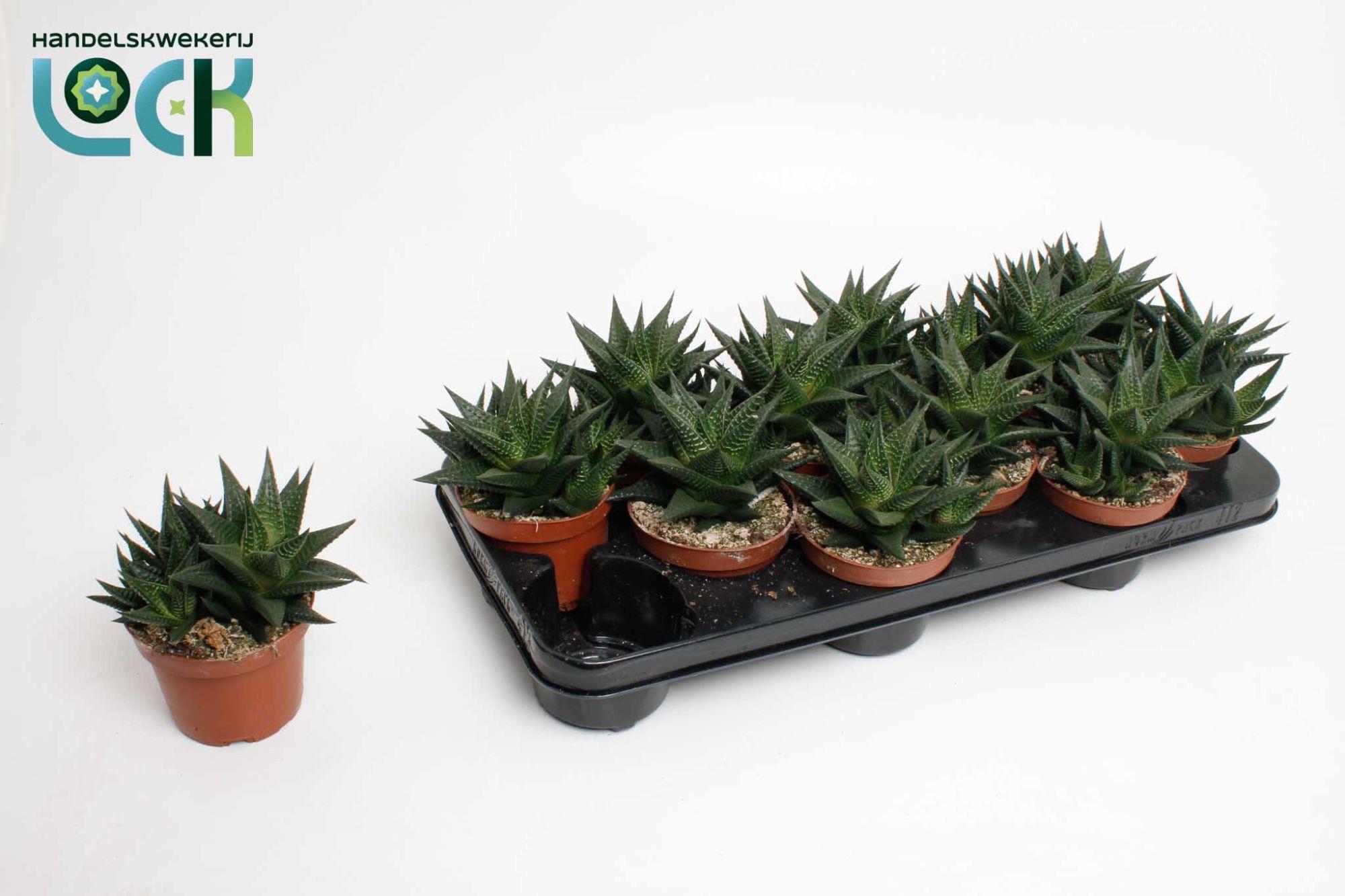 Горшечные цветы и растения оптом Haworthia Limifolia от 12шт из Голландии с доставкой по России
