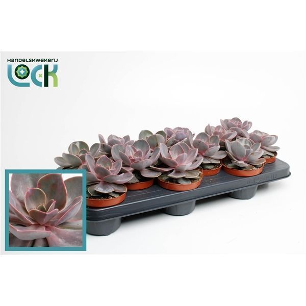 Горшечные цветы и растения оптом Echeveria Perle Von Nurnberg от 9шт из Голландии с доставкой по России