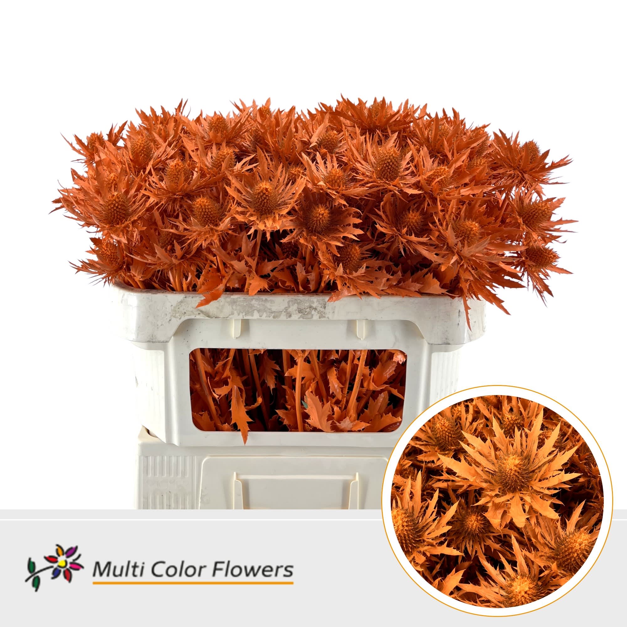 Срезанные цветы оптом Eryngium paint orange от 30шт из Голландии с доставкой по России