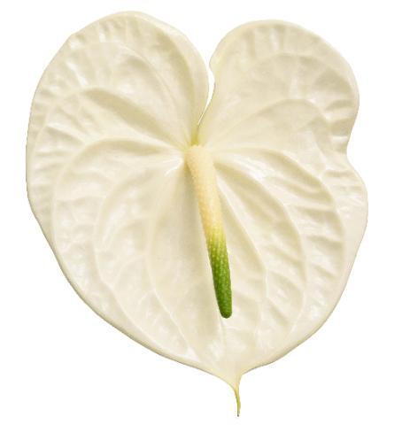 Срезанные цветы оптом Anthurium graciosa от 10шт. из Голландии с доставкой по России