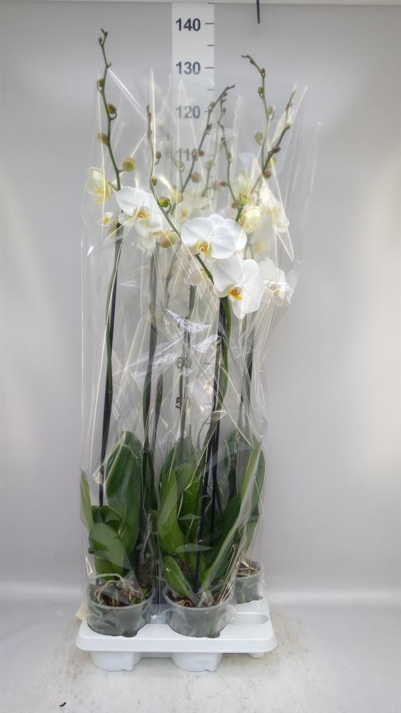 Горшечные цветы и растения оптом Phalaenopsis ...white от 4шт из Голландии с доставкой по России