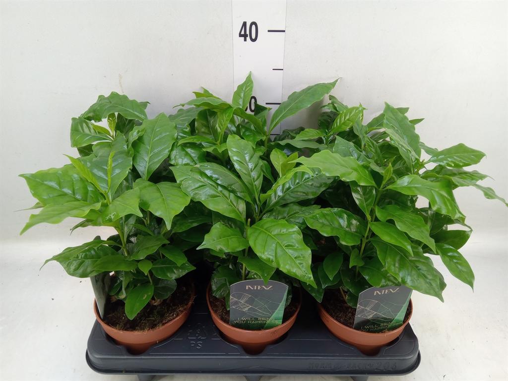 Горшечные цветы и растения оптом Coffea Arabica от 6шт из Голландии с доставкой по России