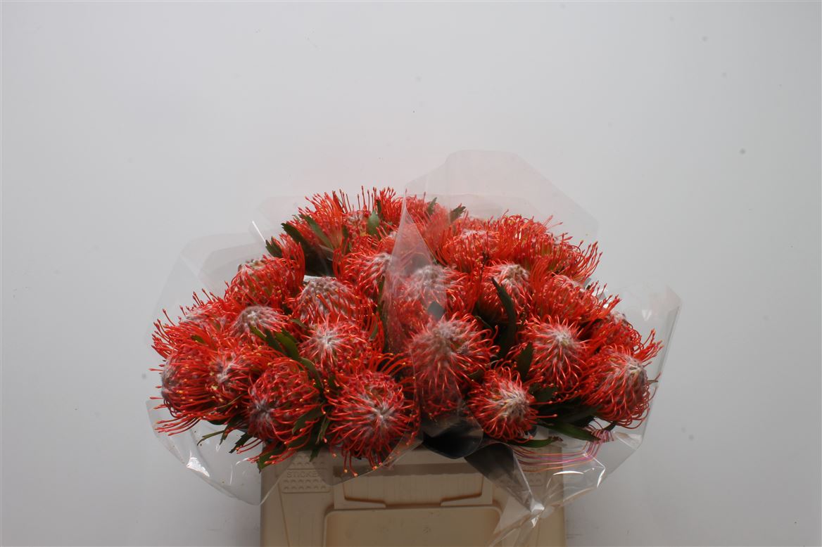 Срезанные цветы оптом Nutans tango от 30шт из Голландии с доставкой по России Срезанные цветы оптом Nutans tango от 30шт из Голландии с доставкой по России