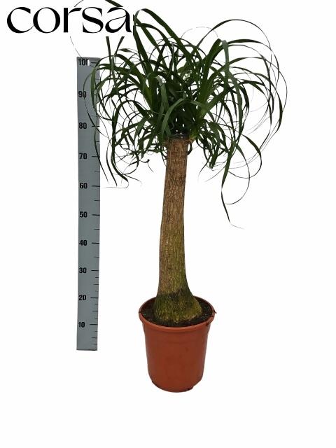 Горшечные цветы и растения оптом Beaucarnea Recur от 1шт из Голландии с доставкой по России
