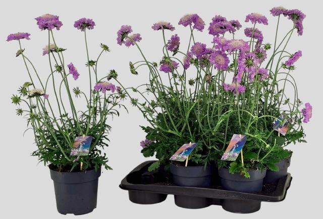 Горшечные цветы и растения оптом Scab Co Butterfly Bl от 6шт из Голландии с доставкой по России