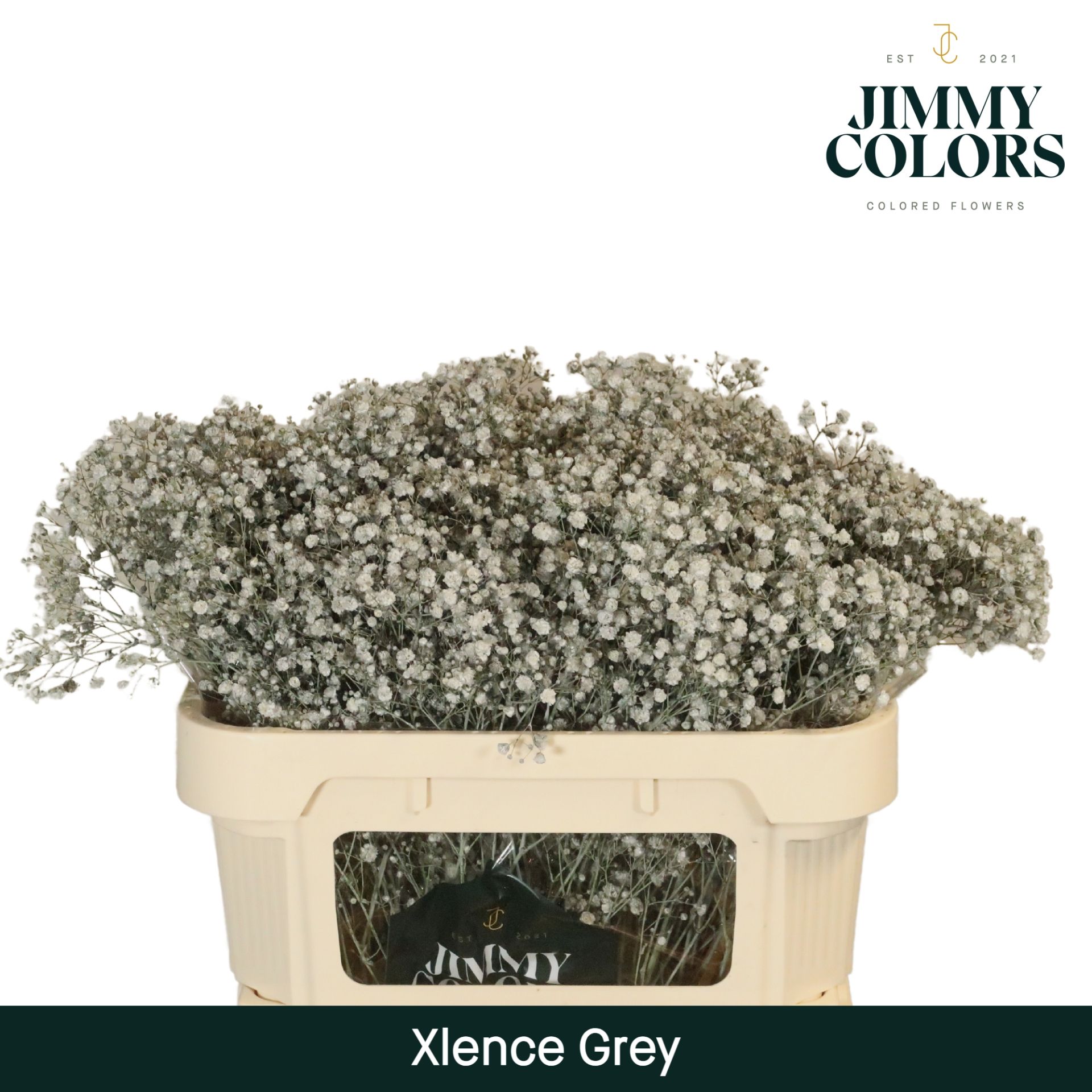 Срезанные цветы оптом Gyps large paint grey от 25шт из Голландии с доставкой по России