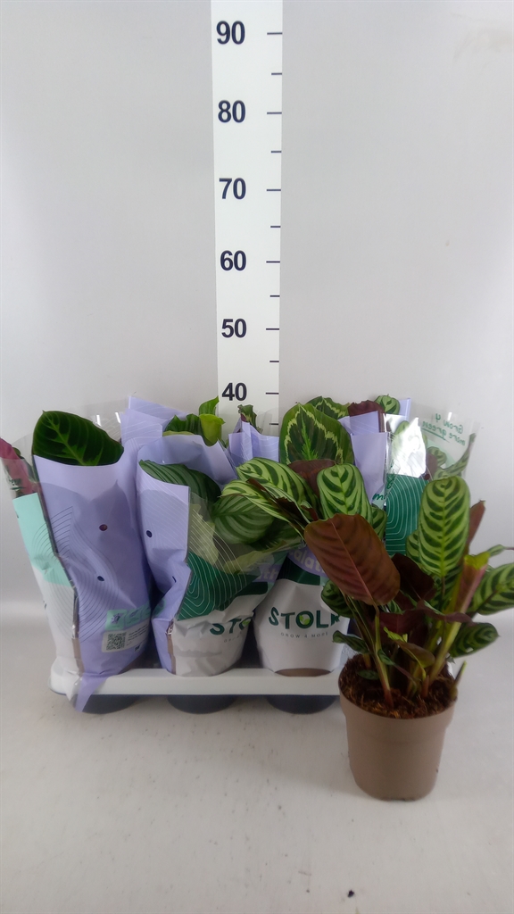 Горшечные цветы и растения оптом Calathea ...mix 5 от 8шт из Голландии с доставкой по России