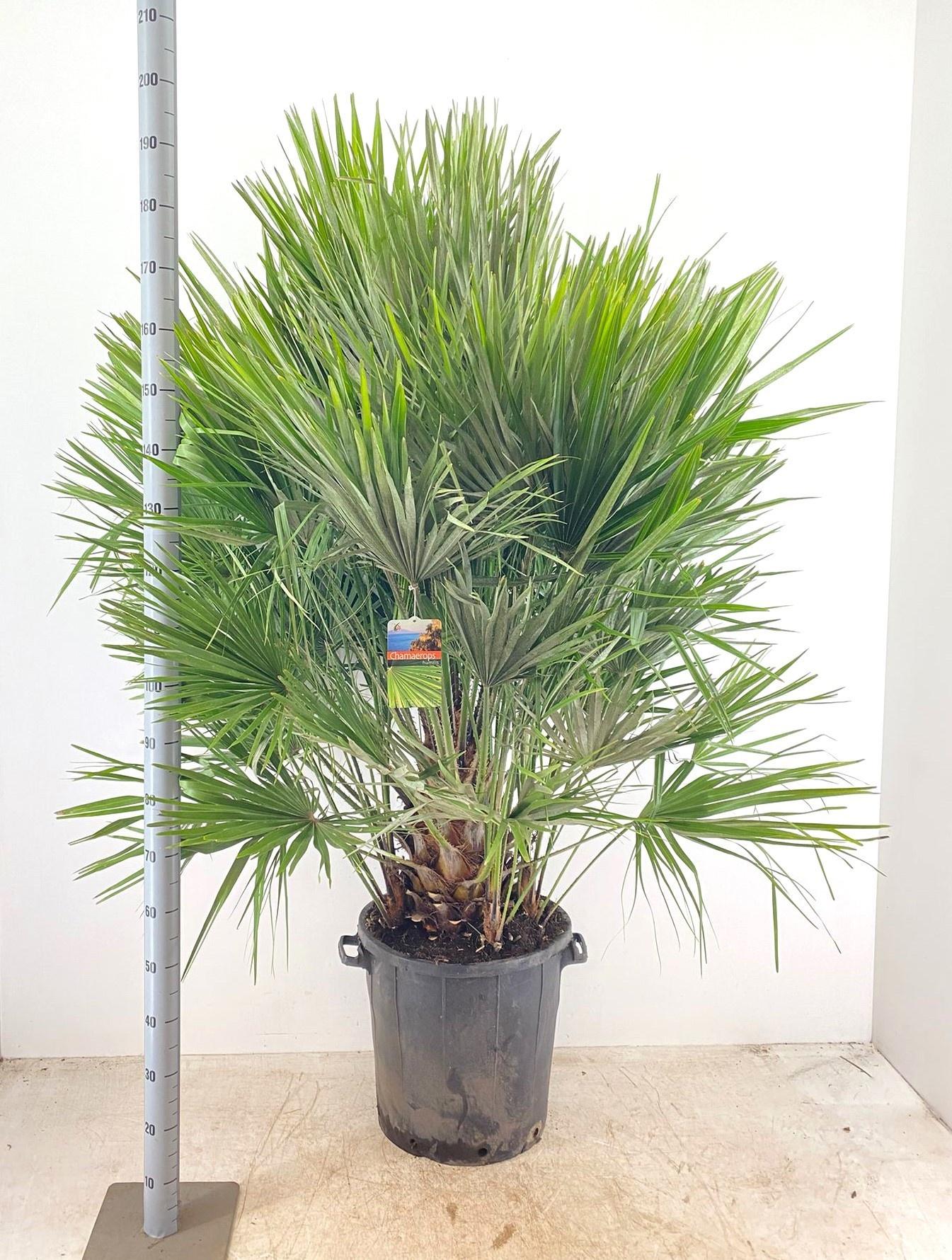 Горшечные цветы и растения оптом Cham Humilis от 1шт из Голландии с доставкой по России