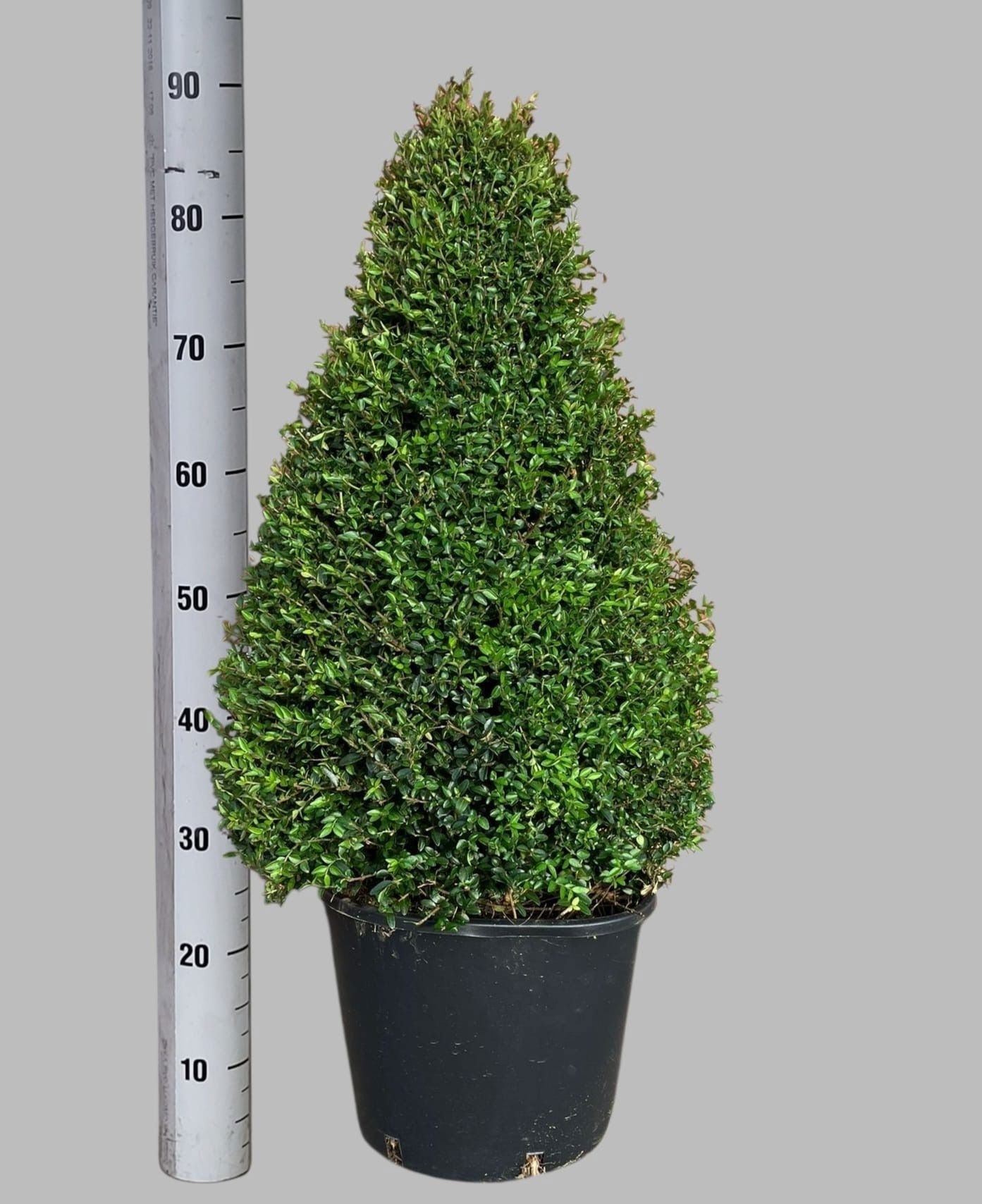 Горшечные цветы и растения оптом Lon S Ni Elegant от 1шт из Голландии с доставкой по России