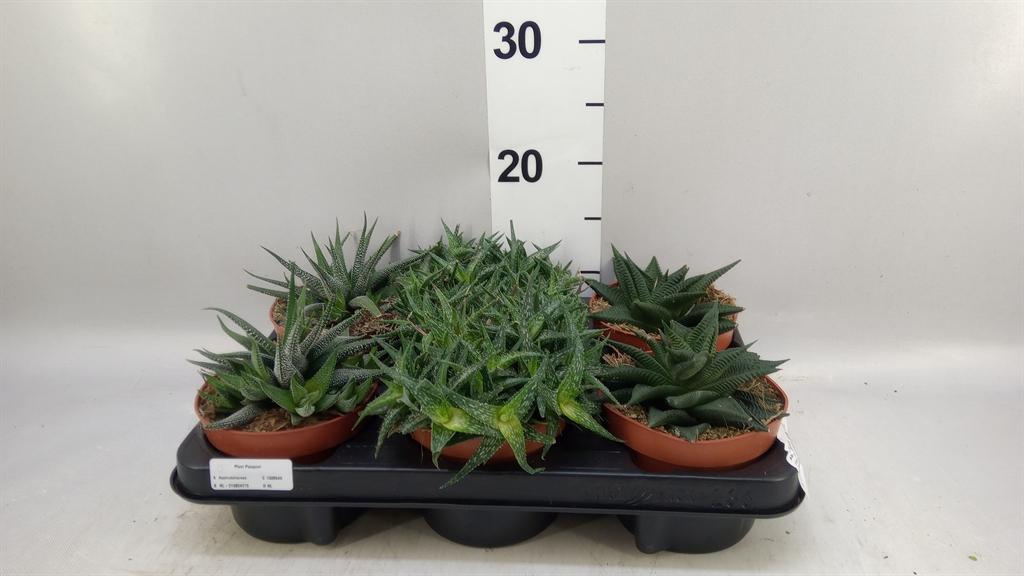 Горшечные цветы и растения оптом Aloe ...mix от 6шт из Голландии с доставкой по России