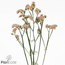 Срезанные цветы оптом Statice honey apricot от 25шт из Голландии с доставкой по России