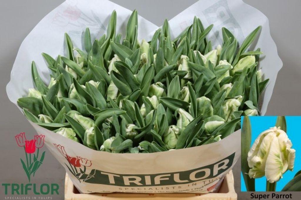 Срезанные цветы оптом Tulipa pa super parrot от 50шт из Голландии с доставкой по России