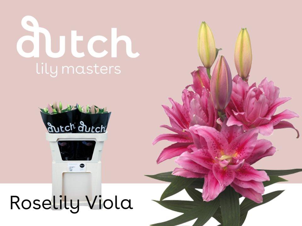 Срезанные цветы оптом Lilium or dbl roselily viola от 40шт. из Голландии с доставкой по России