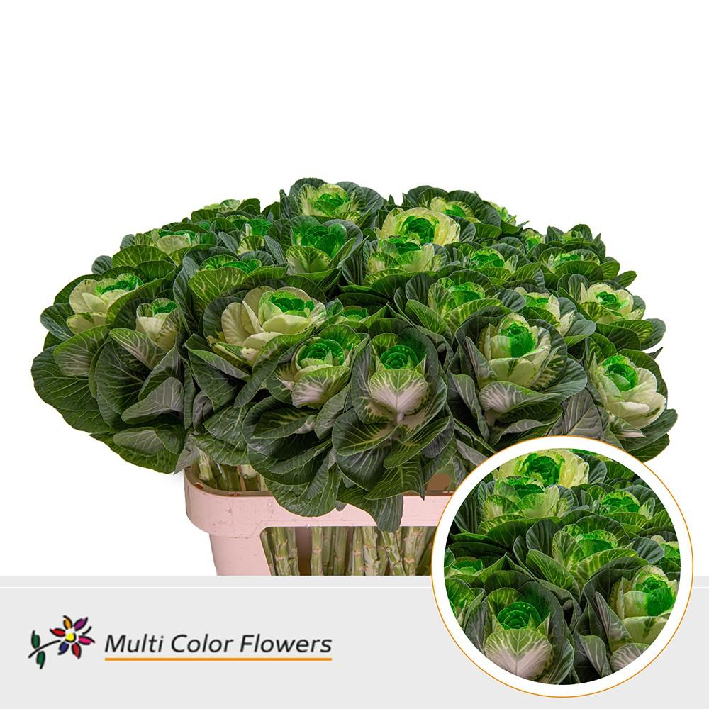 Срезанные цветы оптом Brassica paint naturel + green light eye от 30шт из Голландии с доставкой по России